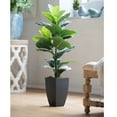 thumbnail image 3 of Wayborn Dmax Green/Black Potted Fiddle-Leaf Fig Plant 19.7″L X 15.8″W X 35.4″H, 3 of 5