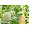 thumbnail image 6 of 75 Seeds Green Flesh ROCKY FORD CANTALOUPE Muskmelon Cucumis Melo Melon Fruit Seeds, 6 of 9
