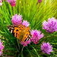 thumbnail image 4 of Allium Drought Tolerant Chives Herb Garden Plant Seeds For Xeriscape Gardens - 1/4 LB, 4 of 5