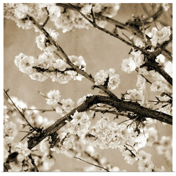 Great BIG Canvas | Rolled Susan Bryant Poster Print entitled Black and White Blossoms II