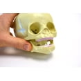 thumbnail image 4 of Infant Skull, Human Anatomical Model - Life Size - Articulated Mandible - Eisco Labs, 4 of 8
