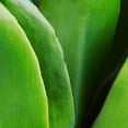 thumbnail image 5 of Nearly Natural 14in. Agave Succulent in Decorative Planter, 5 of 6