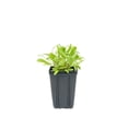 thumbnail image 4 of Jumbo Pint Low Rider™ Blanket Flower, 4 of 9