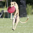 thumbnail image 5 of Hyperflite K-10 Jawz Puncture Resistant Dog Flying Disc, 8.75-inch, for Medium to Large Dogs, 5 of 6