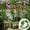 PP2, variant on Cloth Made Mixed Artificial Vine Morning Glory Carnation Trailing Hanging Faux Flower For Outdoor Porch Yard Bouquet Decor