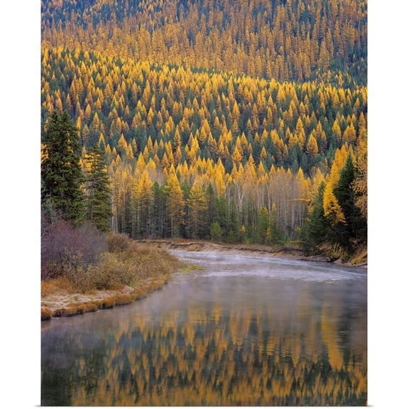 Great BIG Canvas | Rolled Chuck Haney Poster Print entitled Larch Trees reflect into McDonald Creek in Autumn in Glacier National Park Montana
