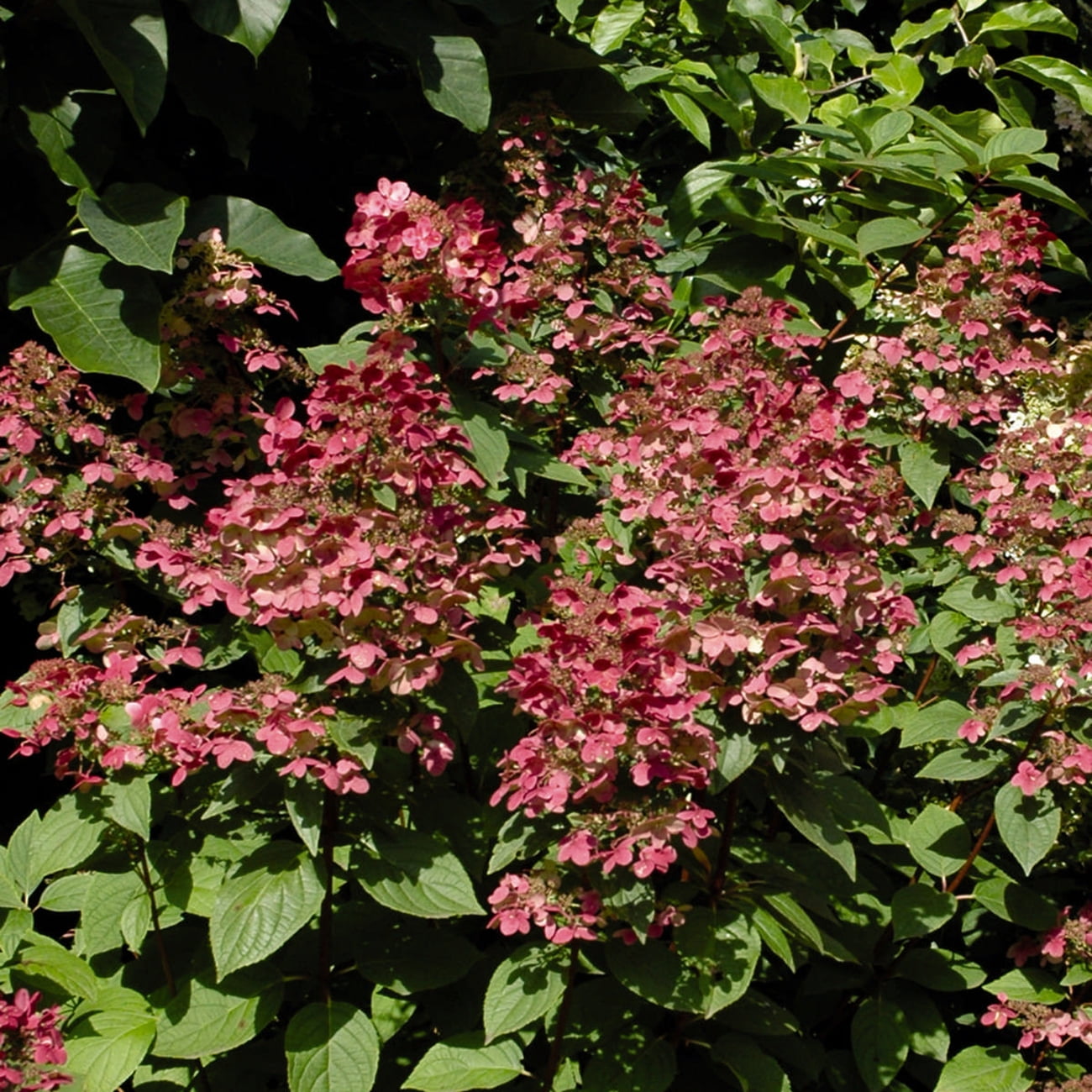Image of Fire and Ice hydrangea Image 4