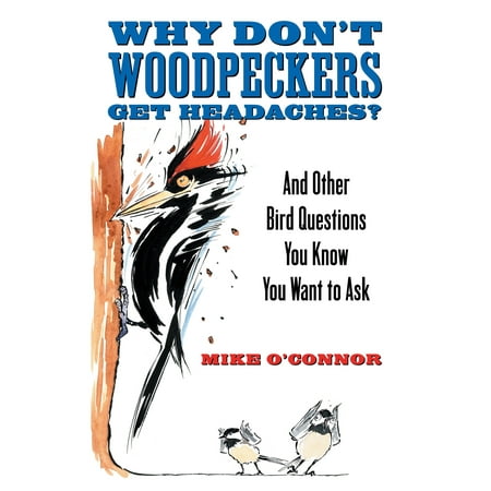 Why Don't Woodpeckers Get Headaches? : And Other Bird Questions You Know You Want to