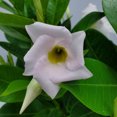 thumbnail image 4 of Tropical Plants of Florida 12" to 16" White Dipladenia Flower Bush Plant; Partial to Full Sunlight, 4 of 5