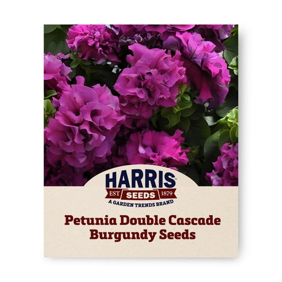 Harris Seeds - Petunia Seeds - Double Cascade Burgundy F1 Variety - 250 Seeds