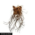 thumbnail image 2 of Spring Hill Nurseries Multi-colored Flowering Astilbe Mixture Bare Root Perennial Plants, 6-Pack, 2 of 2
