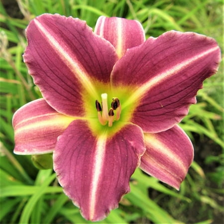 Easy to Grow Daylily Mary Reed 3 Plant Divisions, Summer Sun Zones 4-9