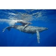 thumbnail image 2 of A mother and calf pair of humpback whales come to the waters surface; Maui Hawaii United States of America, 2 of 2