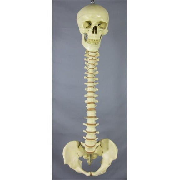 Skeletons And More Spine With Skull - Life-Size - Brown