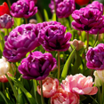thumbnail image 5 of 10 Double Peony Tulip Mixed Bulbs Live, Double Peony Tulip Live, Ideal for Ground Cover, 5 of 5