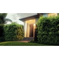 thumbnail image 3 of Golden Goddess Hedge Bamboo Plant  2 Extra Large 3 Gallon Plants  Bambusa Multiplex  Live Non-invasive Clumping Screening Bamboo, 3 of 9