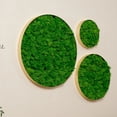 thumbnail image 4 of Luxury Home Interior Design Nature's Geometry - Round Combination Moss Art Hanging Frame 3 pcs Set, 4 of 6
