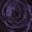 Blooming Violet Rose, variant on Elephant Stock Blooming Violet Rose Wall Art - Horizontal Canvas Wall Art - Living Room Wall Decor - Gothic Canvas - Purple And Black Decor - 12" x 8"