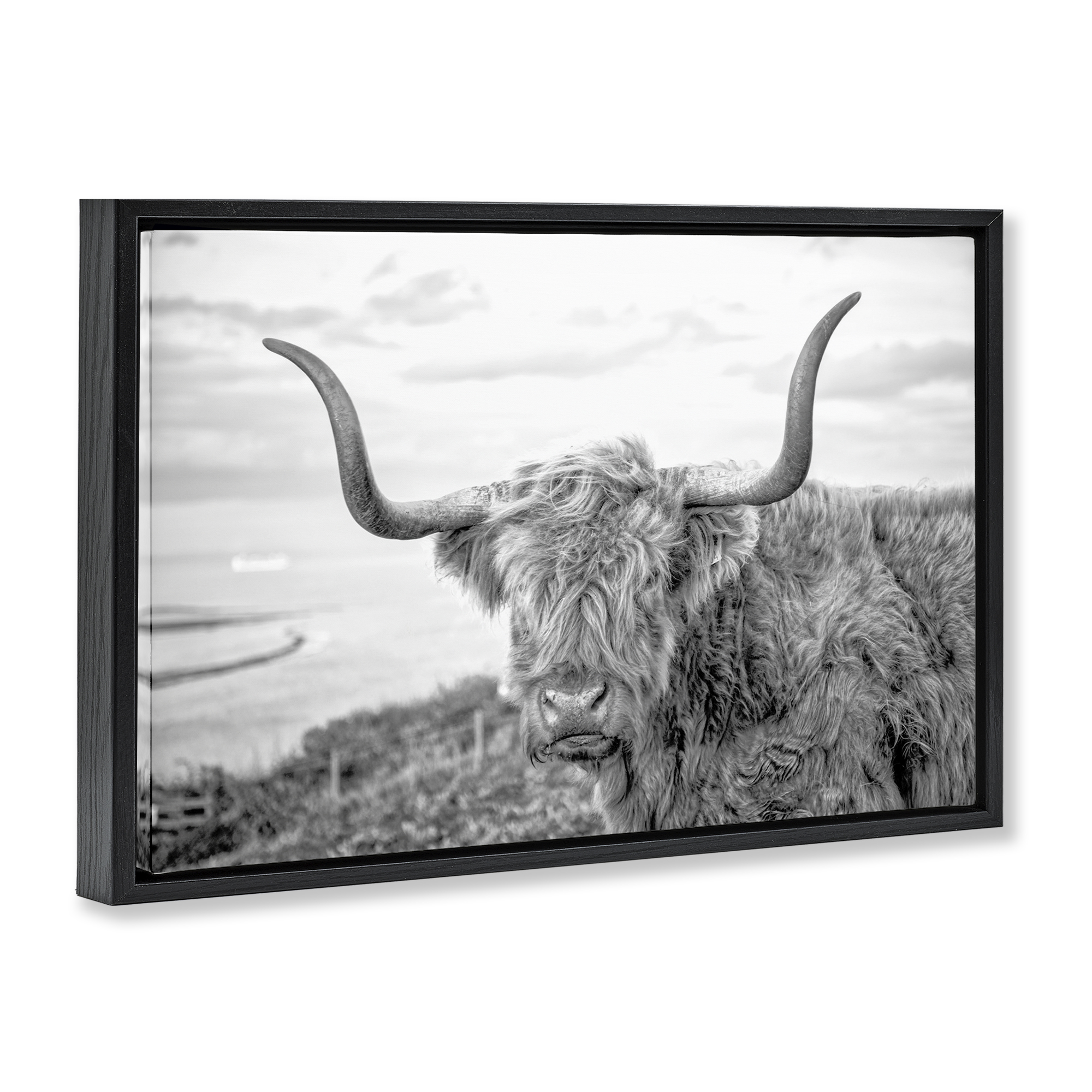Stupell Industries Traditional Fuzzy Cattle Animals & Insects Photography Black Floater Framed Canvas Art Print Wall Art, 31 x 21