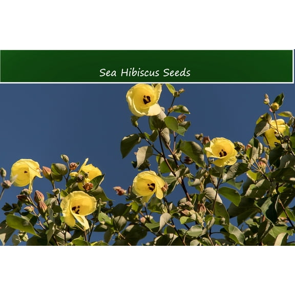 Serendipity Seeds 20 Sea Hibiscus Flower Plant Seeds