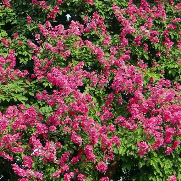 Brighter Blooms - Pocomoke Crape Myrtle, 3 gal. - No Shipping To AK, AZ, HI, OR