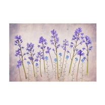 Trademark Fine Art Hardik Pandya Untitled Canvas Wall Art