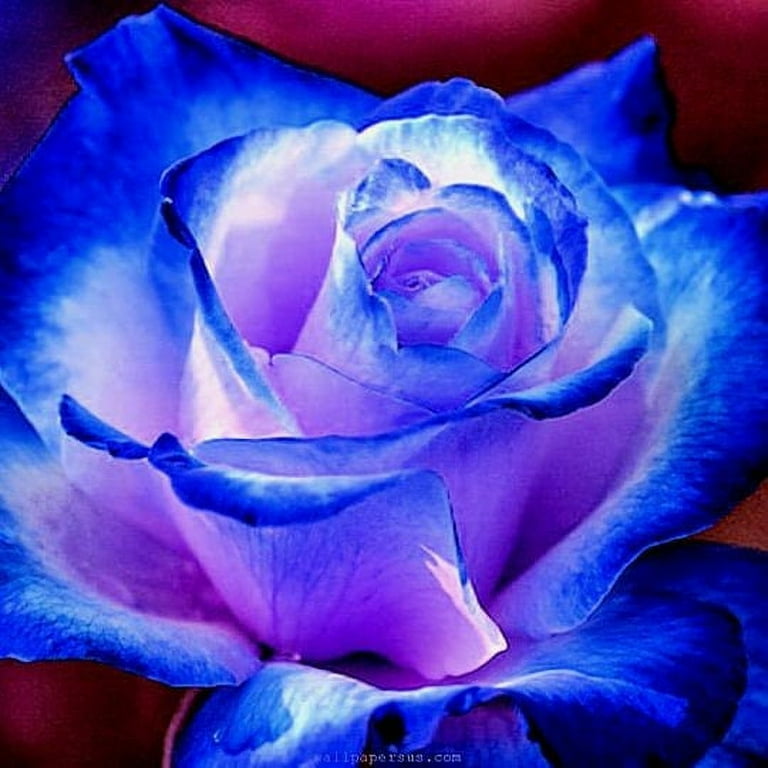 30 Rare Blue Rose Seeds for Outdoor Planting, Authentic Flower