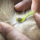 thumbnail image 4 of Herramienta de eliminación de garrapatas para perros, gatos y humanos, removedor de garrapatas ultra seguro, elimina toda la cabeza y el cuerpo, removedor de garrapatas sin dolor, productos de control de garrapatas sin químicos, paquete de 3 MFZFUKR 220635-2, 4 of 8