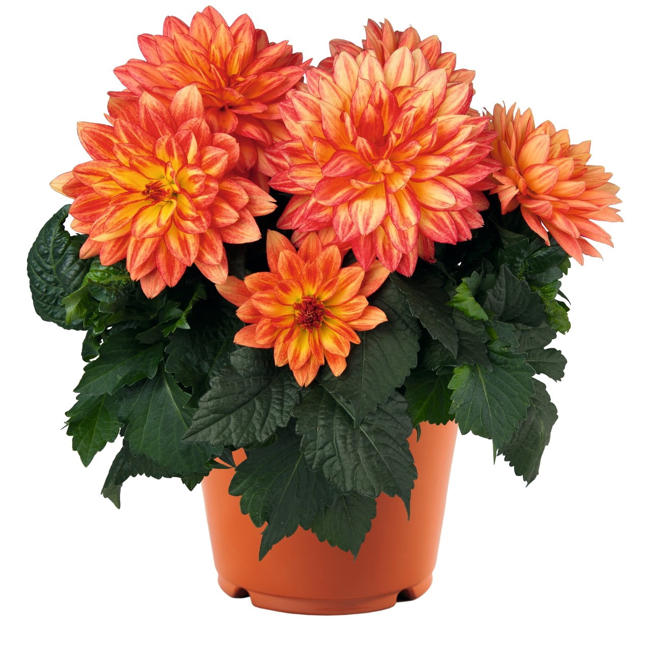 Better Homes & Gardens 3 Quart Multicolor Geranium Annuals Outdoor Live Plants Full Sun