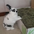thumbnail image 4 of Small Pet Select 3rd Cutting "Super Soft" Timothy Hay Pet Food, 20 Lb., 4 of 5