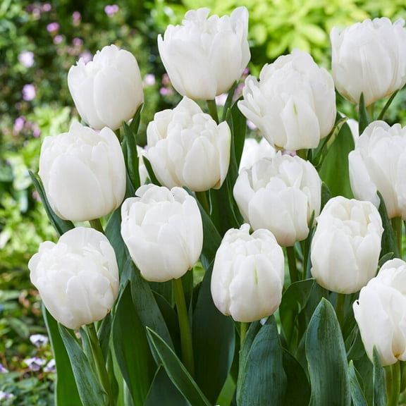 Easy to Grow Tulip White Foxtrot 10 Plant Bulbs Double Group, Spring Zones 3-8