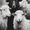Black White Sheep Oil, variant on UXIEQU Masquerade Face Diamond Canvas Wall Art 15.75x11.81 Inches