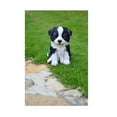 thumbnail image 2 of HI-LINE GIFT LTD. BORDER COLLIE PUPPY, 2 of 2