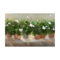 Trademark Fine Art 'White Geraniums' Canvas Art by Sheila Finch