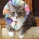 thumbnail image 5 of KAKOWELY Sombrero arcoíris para perros y gatos, gorra para el sol, accesorios de disfraz para gatos, perros y mascotas pequeñas., 5 of 5