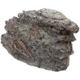 thumbnail image 1 of RENACLIPY Resin Trilobite Decor Grey Paleontological Specimen Ornament for Collection and Home Display, 1 of 6