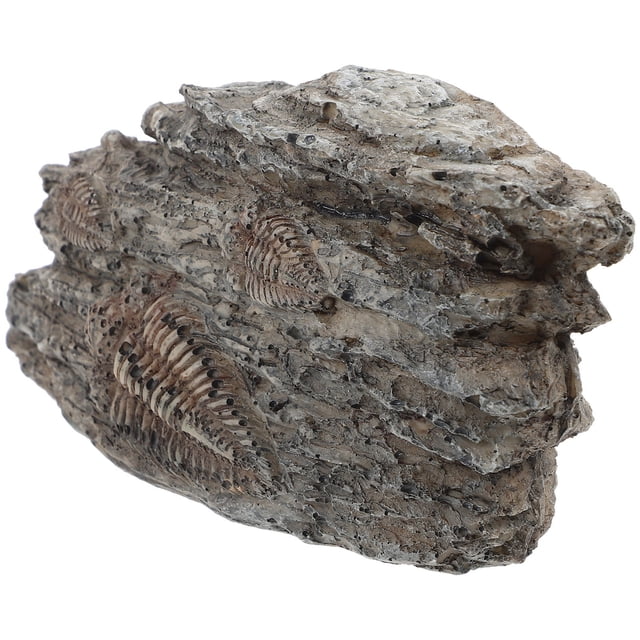 RENACLIPY Resin Trilobite Decor Grey Paleontological Specimen Ornament for Collection and Home Display
