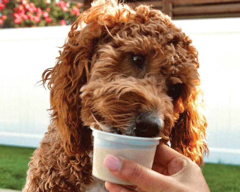 Dogsters ice cream outlet costco