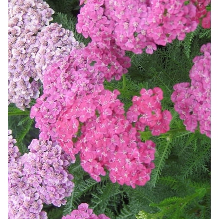 Saucy Seduction Yarrow - 1 Gallon Perennial