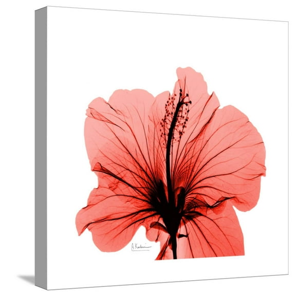 Art.com Hibiscus Stretched Canvas Print Wall Art by Albert Koetsier, 16" x 16"