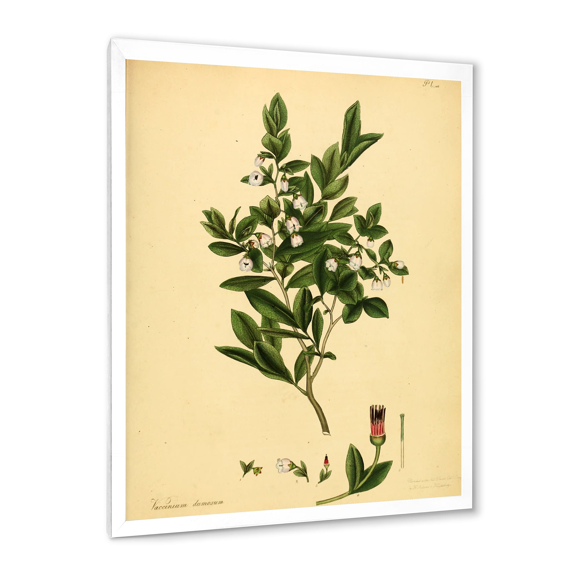 Designart 'Ancient Plant Life XXV' Traditional Framed Art Print