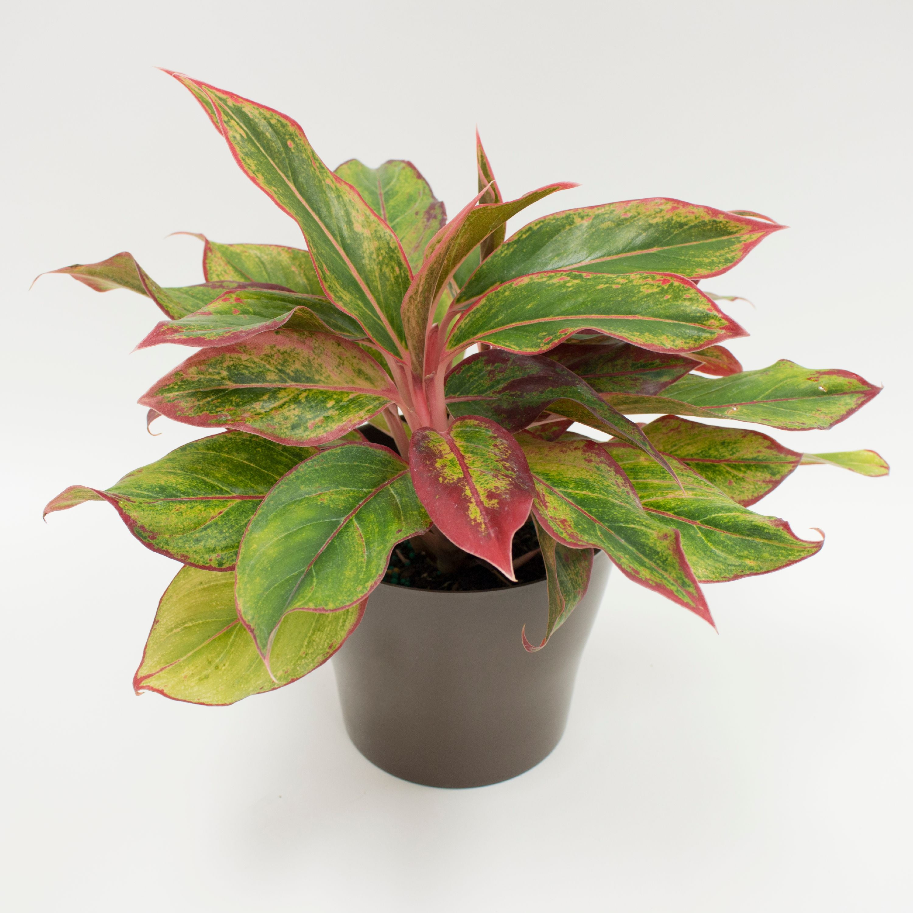 Delray Plants Live Red Aglaonema Easy to Grow House Plant