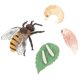 thumbnail image 2 of Imitation Honey Bee Model for Educational Use 1Set Plastic Toy, 2 of 5