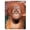 Baby Orangutan, variant on 3D LiveLife Jotter - Cute Capybaras from Deluxebase. Spiral Bound A6 5.5x4in Small Animal Notebook, 80 Plain Recycled Pages, Cute Cover.