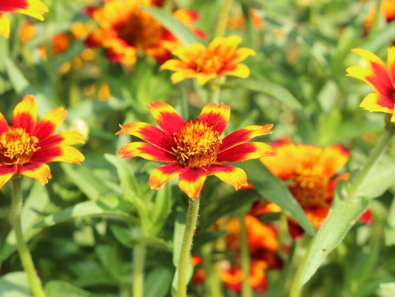 30 Seeds Mexican Zinnia - Zinnia Flower Seeds - Bright Blooming Annuals - Heat Tolerant Flowers