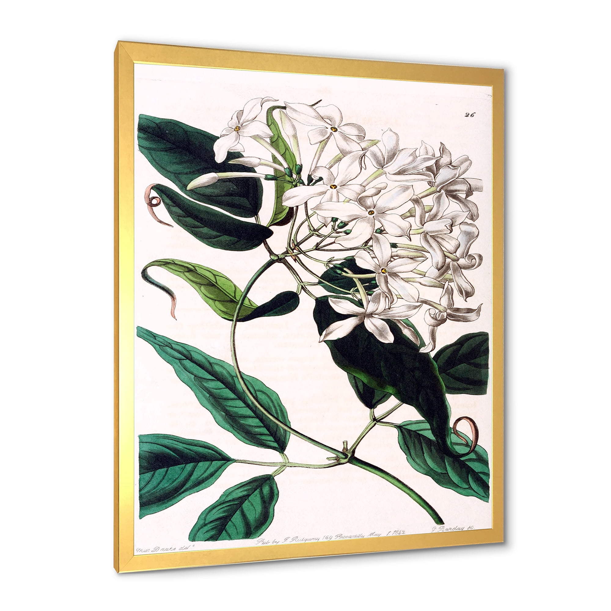 Designart 'Ancient Plant Life XXIV' Traditional Framed Art Print