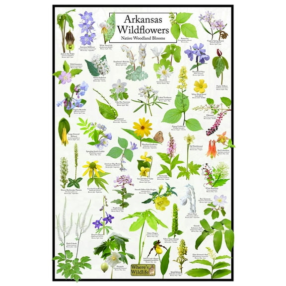 Arkansas Wildflowers Poster - Native Woodland Blooms - Educational Science Chart of Arkansas Flowers