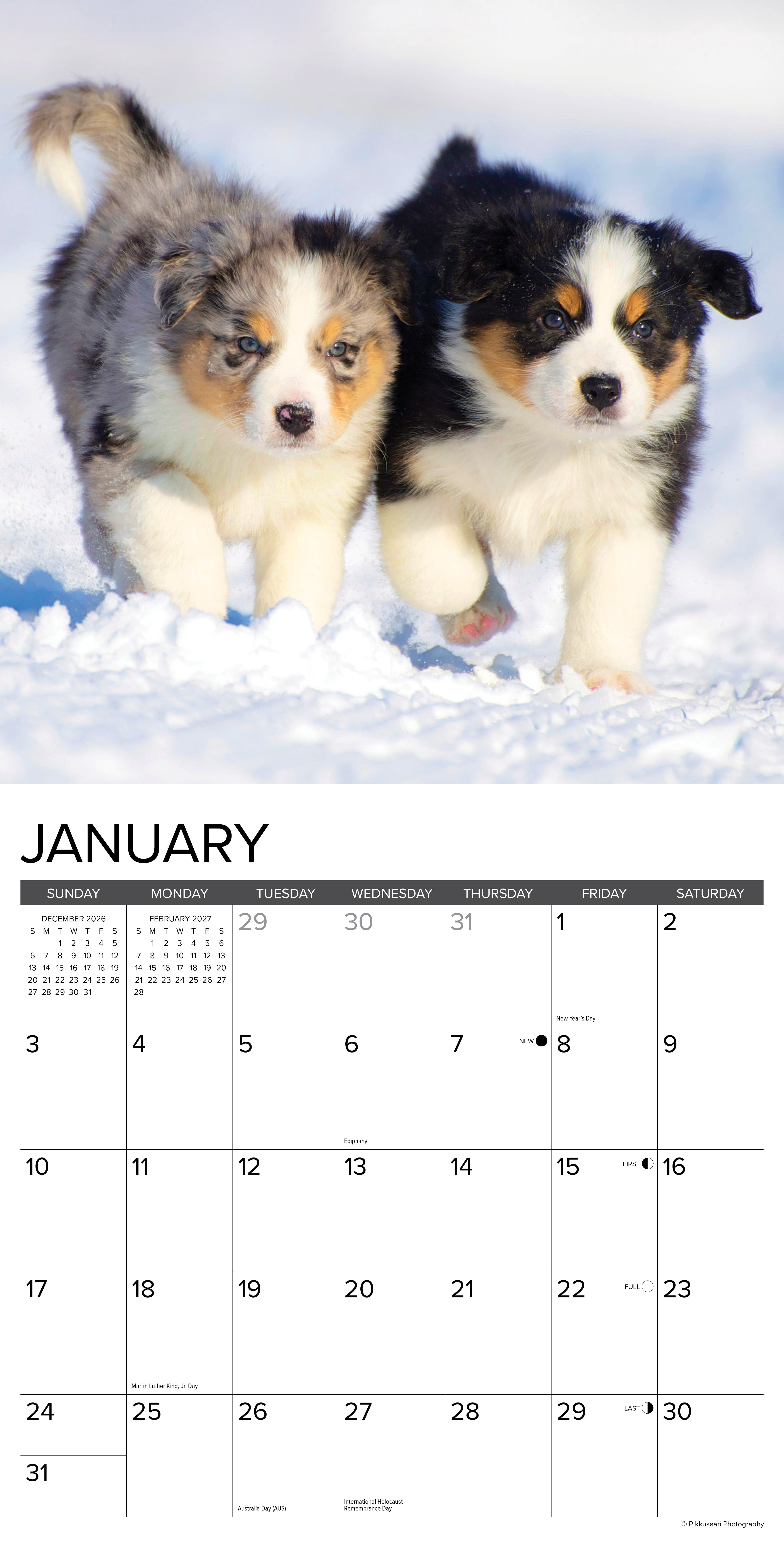 Willow Creek Press, Australian Shepherd Puppies 2027 Wall Calendar