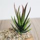 thumbnail image 4 of Planta de plástico Aloe Kearding 12 cm, 4 of 6