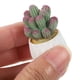 thumbnail image 3 of 4 piezas de adornos de plantas en maceta en miniatura, suculentas artificiales, cactus en maceta para micropaisaje., 3 of 7